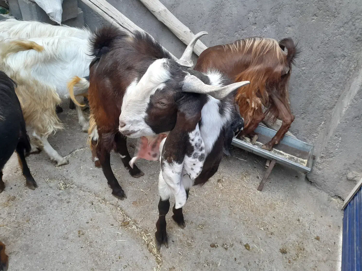 نربز اصل گوش بلند|حیوانات مزرعه|تربت جام, اسماعیل آباد|دیوار