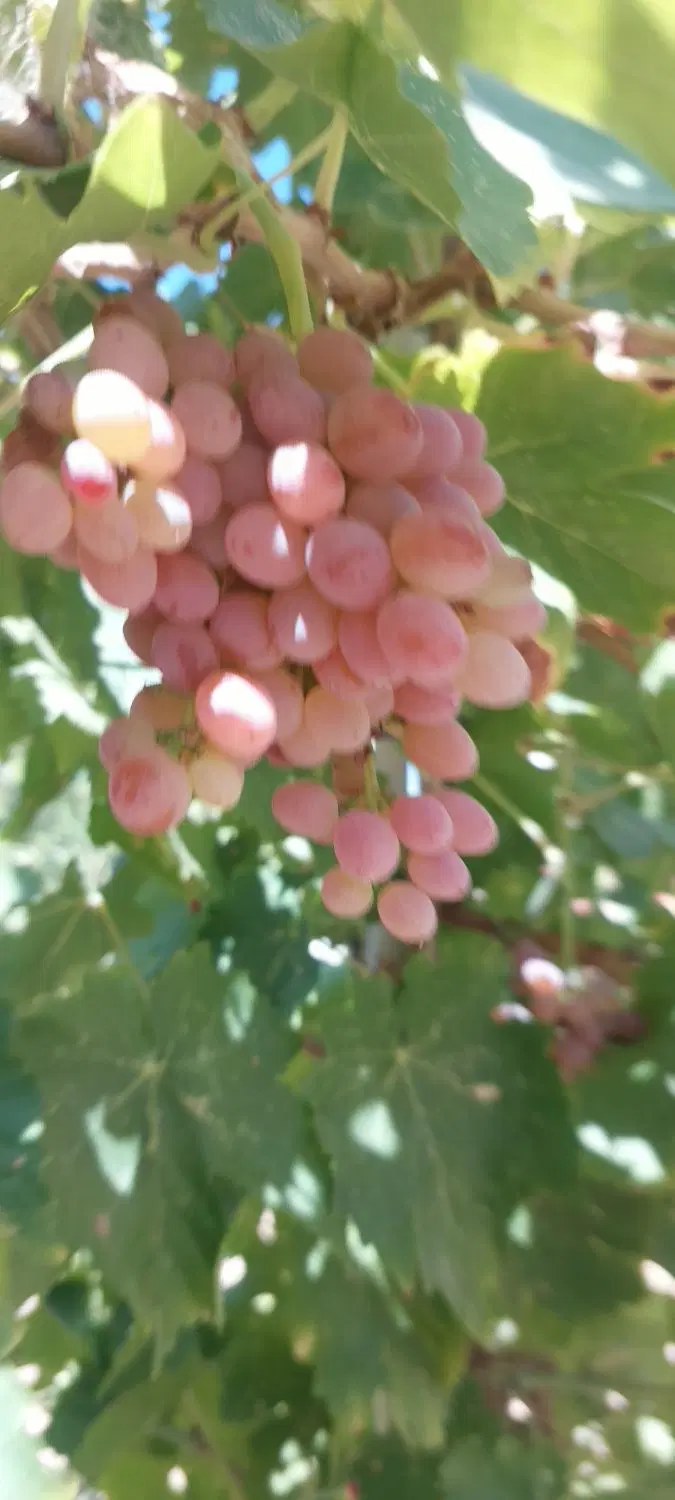 تصویر 18