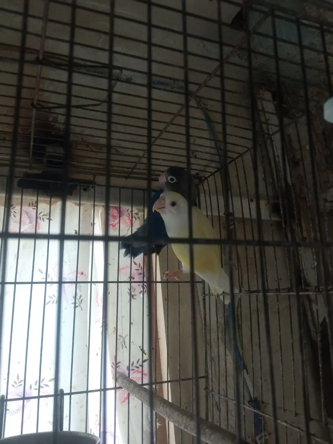 پرنده|پرنده|سهند, |دیوار