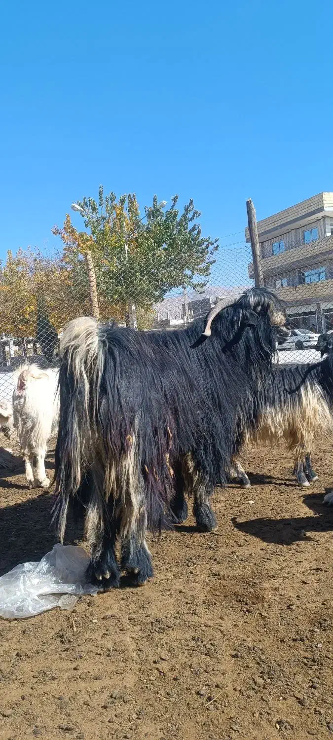 بیگ چپش دوبر|حیوانات مزرعه|لردگان, |دیوار