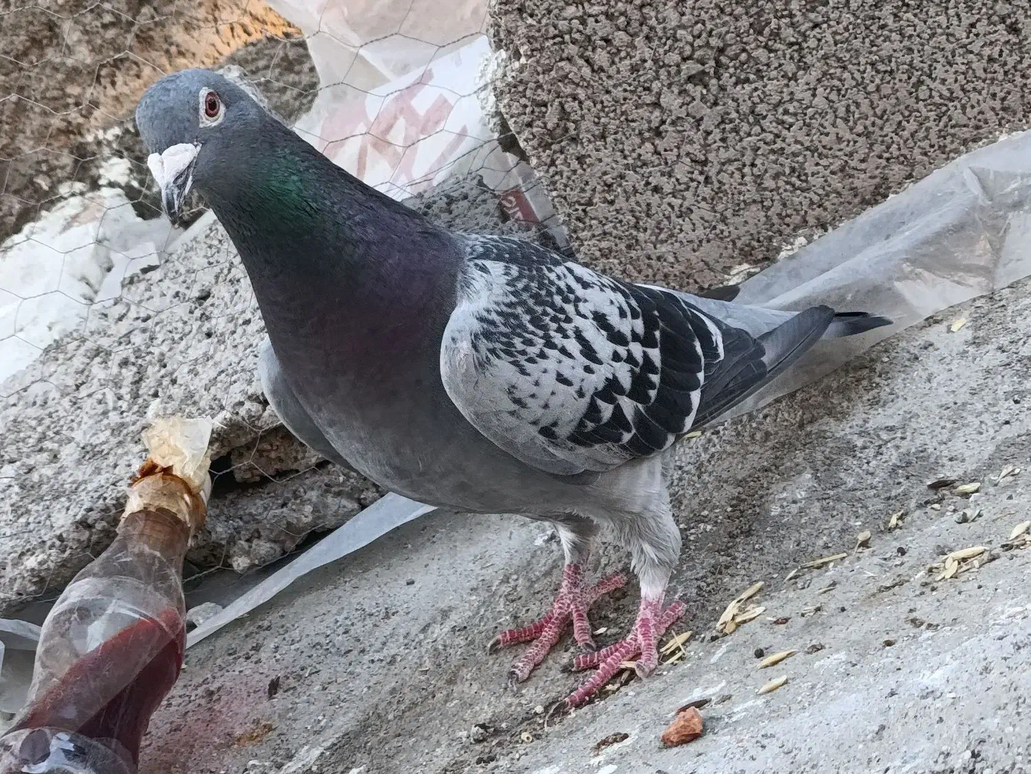 کفتر|پرنده|مشگین شهر, |دیوار