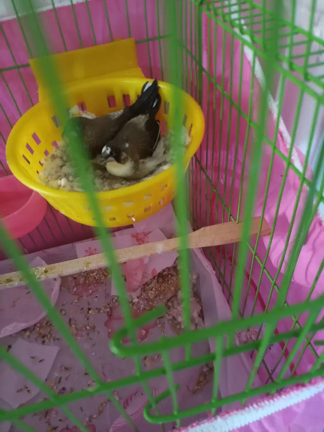 فنچ بنگالی|پرنده|محمدیه-قزوین, |دیوار