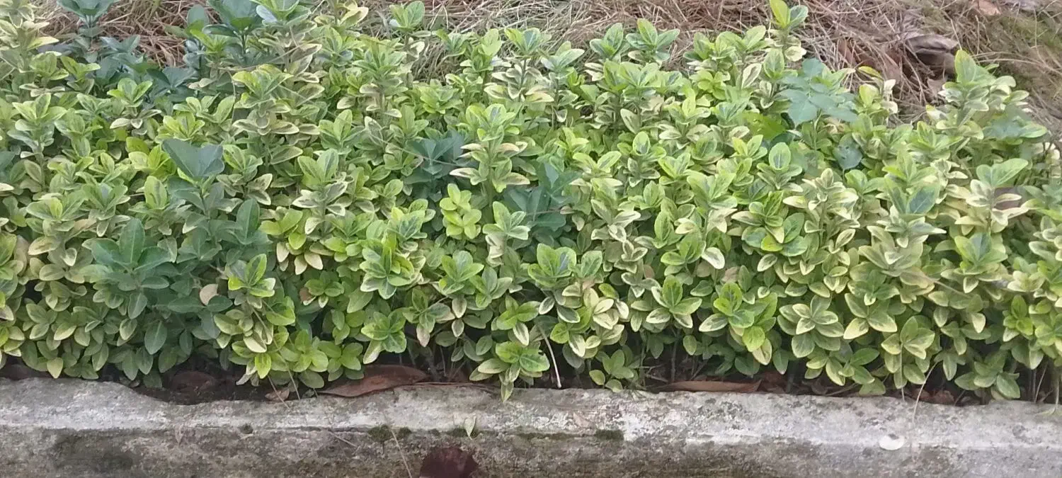 گل وگیاه|گل و گیاه طبیعی|رشت, حومه رشت|دیوار