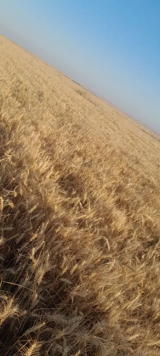 فروش بذر گندم رقم فرانسه با تناژ بالا|عمده‌فروشی|قشلاق دشت, |دیوار