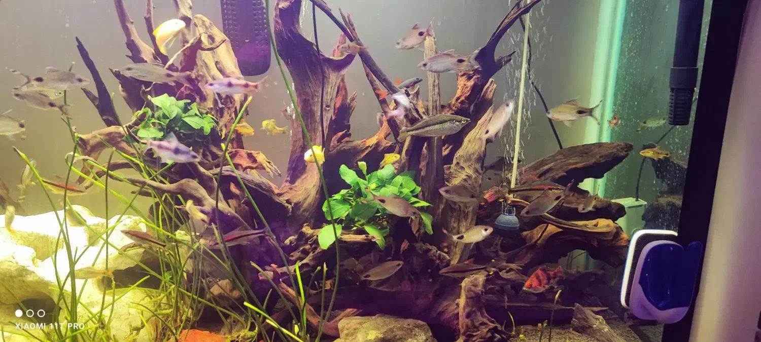 آکواریوم پلنت بسیار بزرگ فروش یکجا|ماهی|قزوین, |دیوار