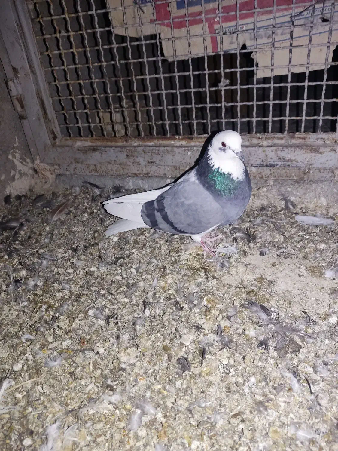 شازده سبز تهرونی پرش بالا|پرنده|برخوار, |دیوار