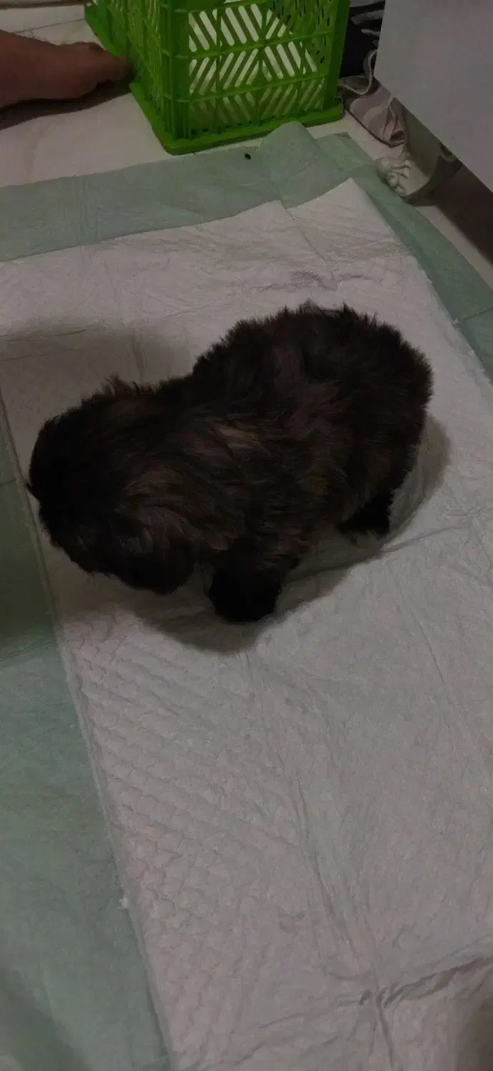 سگ شیتزو|سگ|اهواز, سپیدار|دیوار