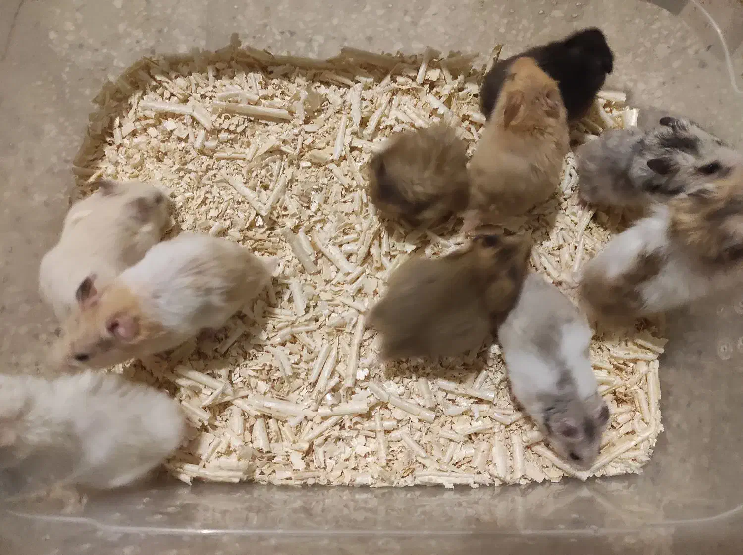 همستر ، رت ، موش سوری|موش و خرگوش|مشهد, احمدآباد|دیوار