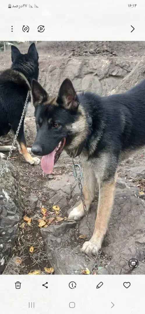 سگ ژرمن شپرد|سگ|رودبار, |دیوار