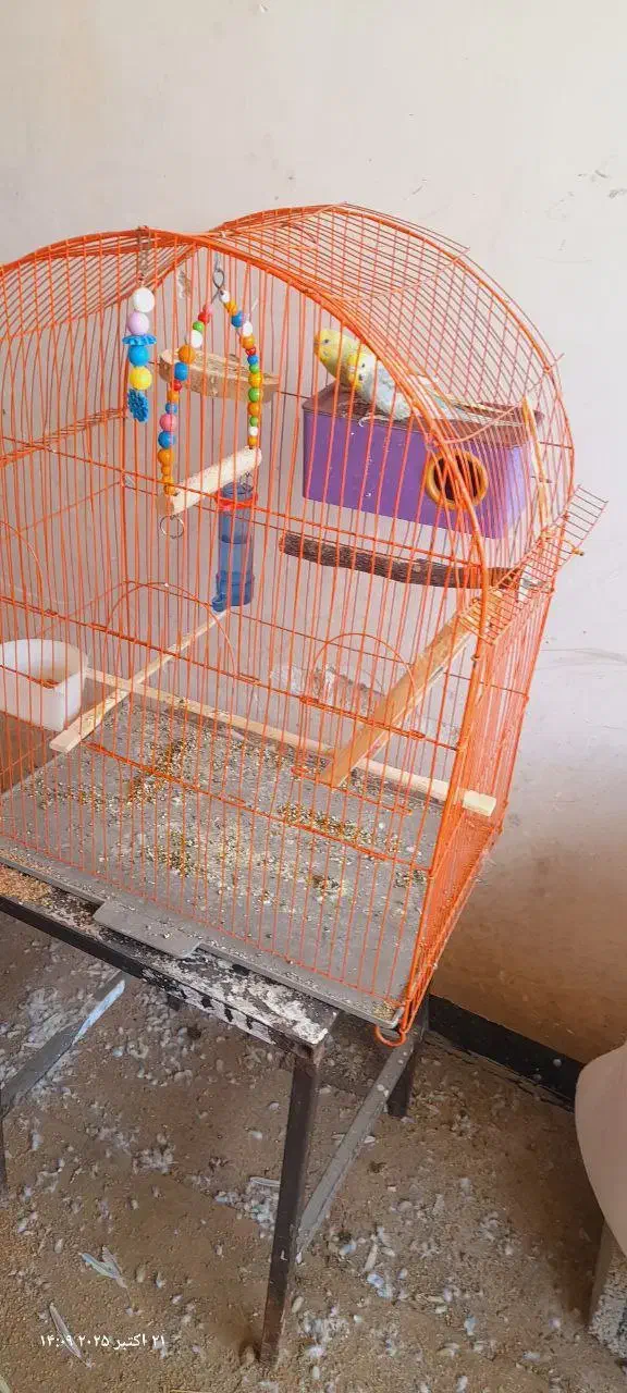 مرغ‌عشق|پرنده|بانه, |دیوار