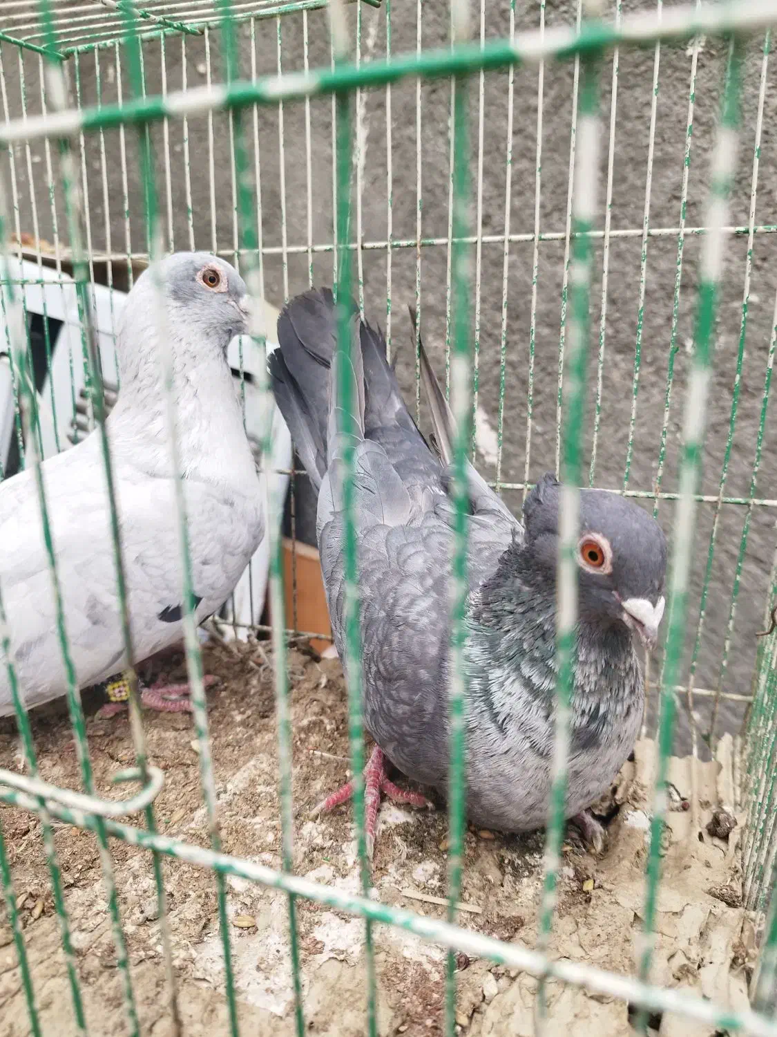 کبوتر موشی|پرنده|چناران, |دیوار