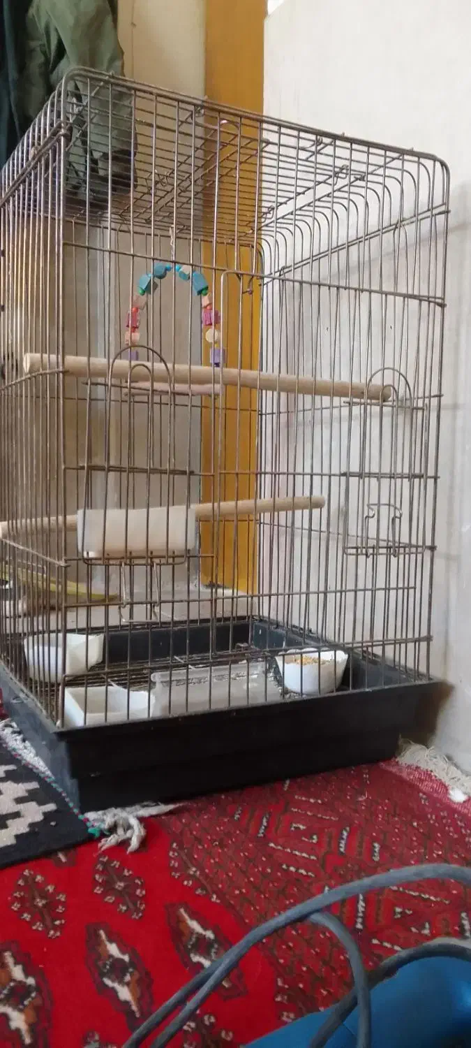 قفس پرنده سایز بزرگ کاسکو و طوطی|لوازم جانبی حیوانات|سمنان, |دیوار