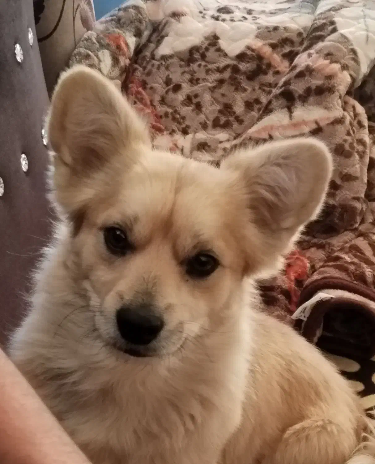 واگذاری|سگ|اردکان, |دیوار