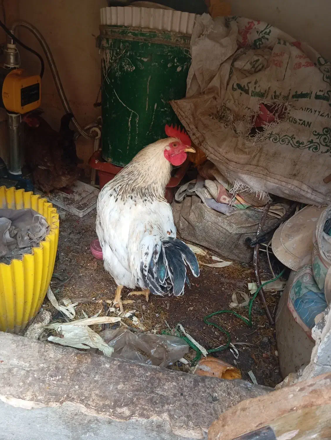 مرغ و خروس خانگی|حیوانات مزرعه|مشهد, شهید شهریاری|دیوار
