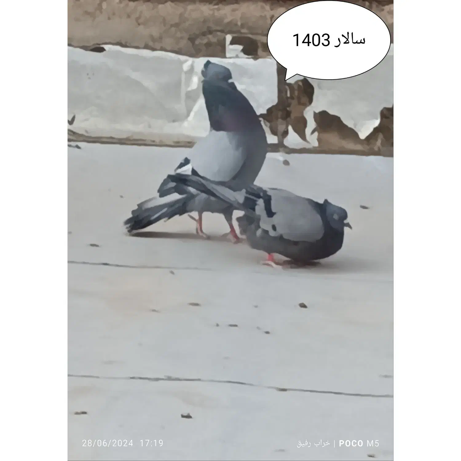 کبوتر سبز|پرنده|آران و بیدگل, |دیوار