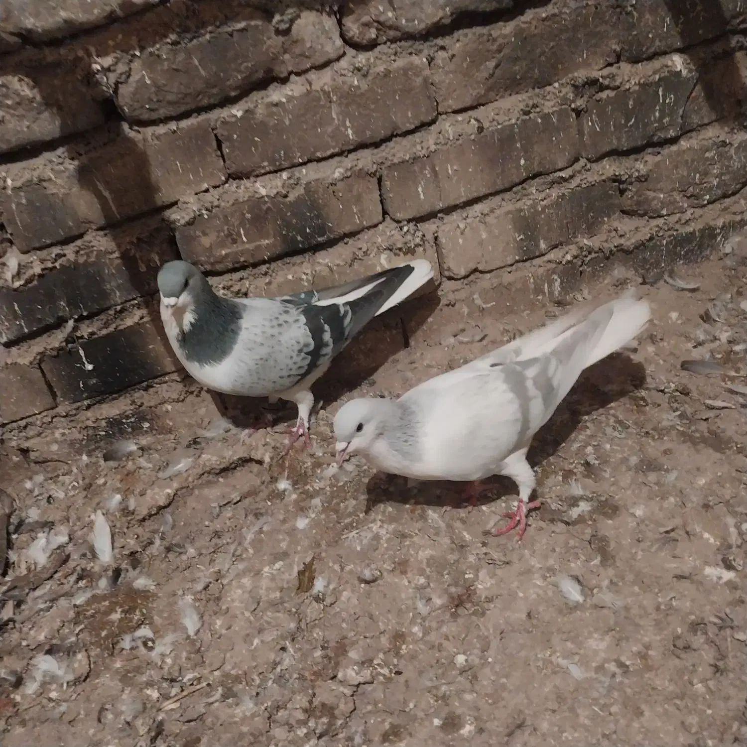 سلام دوستان گرامی جفت نرتیره یه گل دم داره|پرنده|اقبالیه, |دیوار