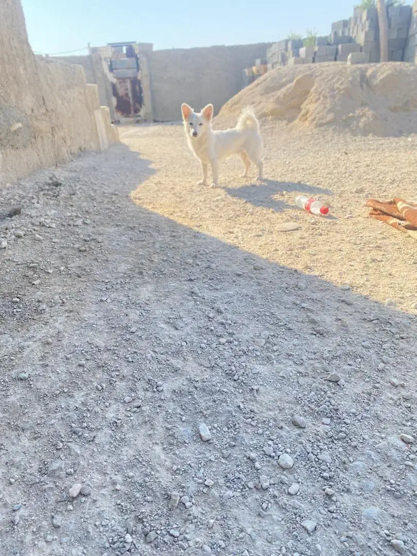 سگ سفید نر|سگ|اهرم, |دیوار