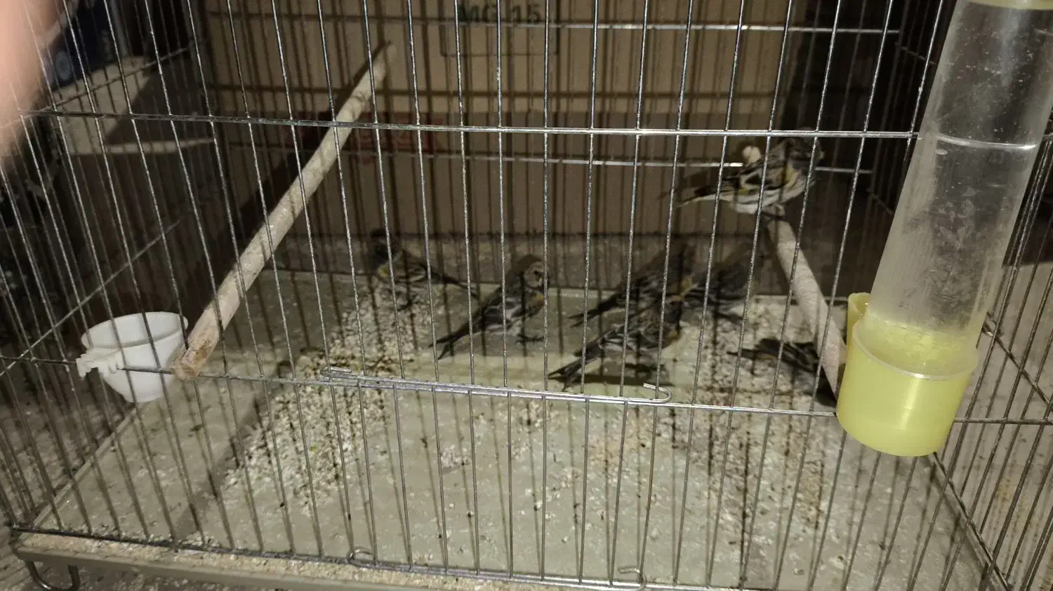 جوجه گل به سر|پرنده|آباده, |دیوار