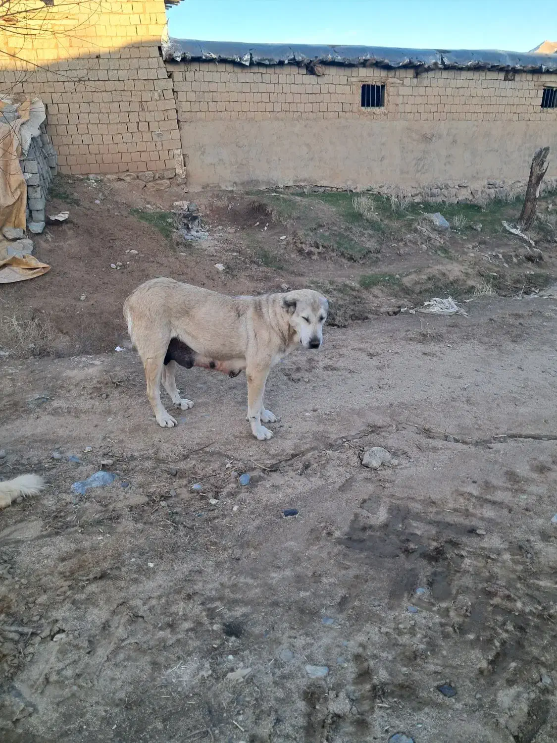 سگ ماده پژدر|سگ|لاجان, |دیوار