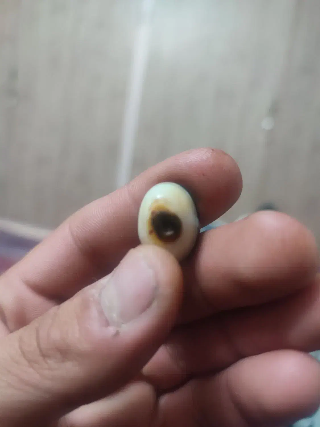 باباقوری سه پوست کلکسیونی|جواهرات|سمنان, |دیوار