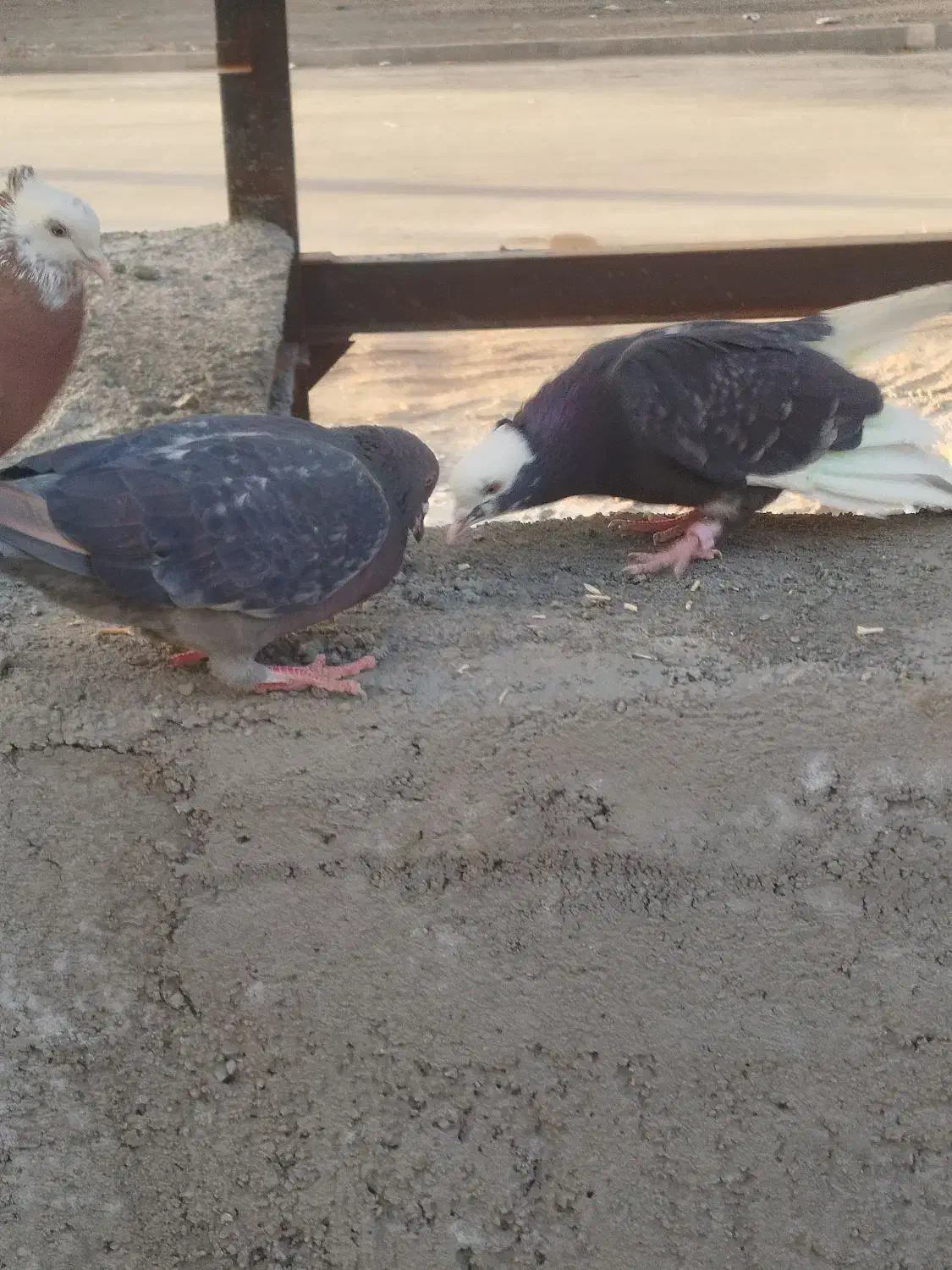 کفتر|حیوانات|قم, شهرک فاطمیه|دیوار