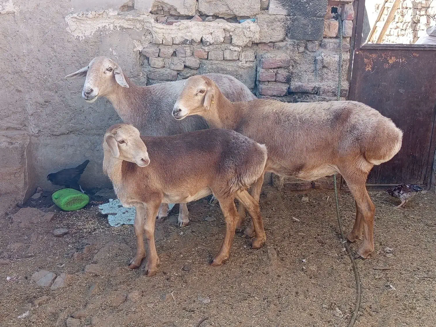 گوسفند|حیوانات مزرعه|زابل, |دیوار