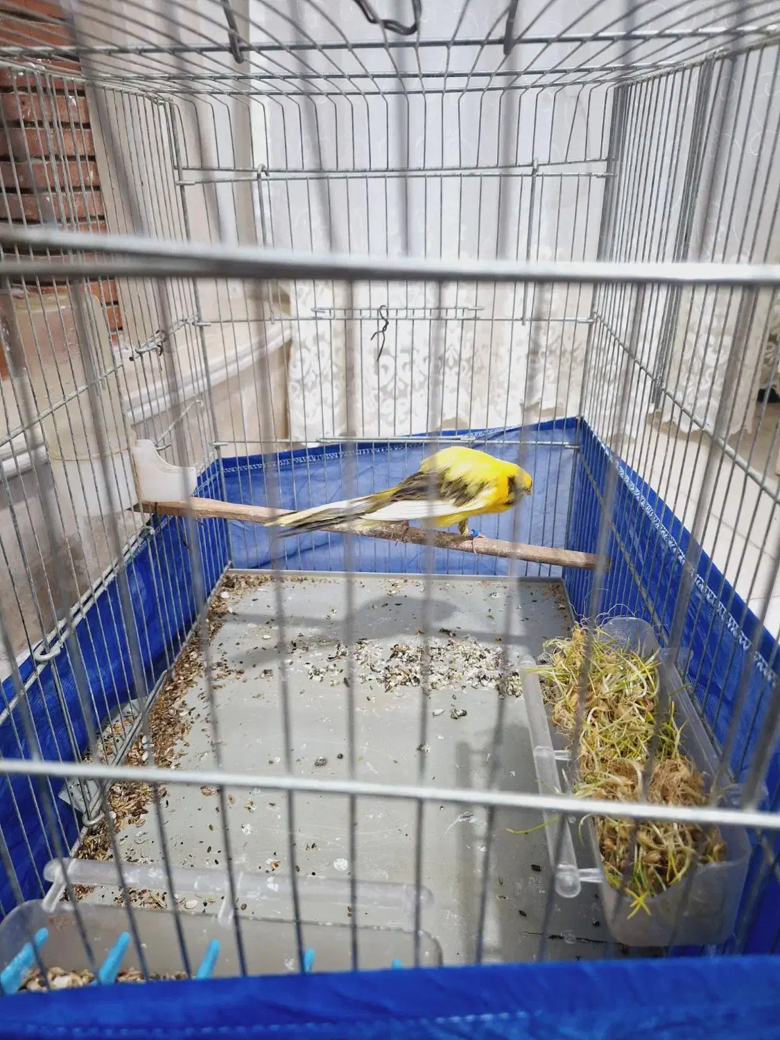 پرنده خونگی|پرنده|سیرجان, |دیوار