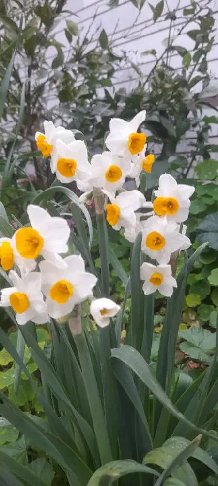 گل نرگس|گل و گیاه طبیعی|کازرون, |دیوار