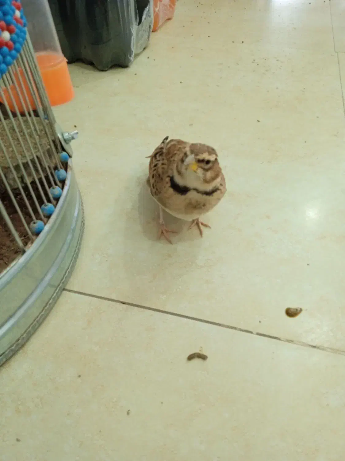 قناری خاکی|پرنده|سیرجان, |دیوار