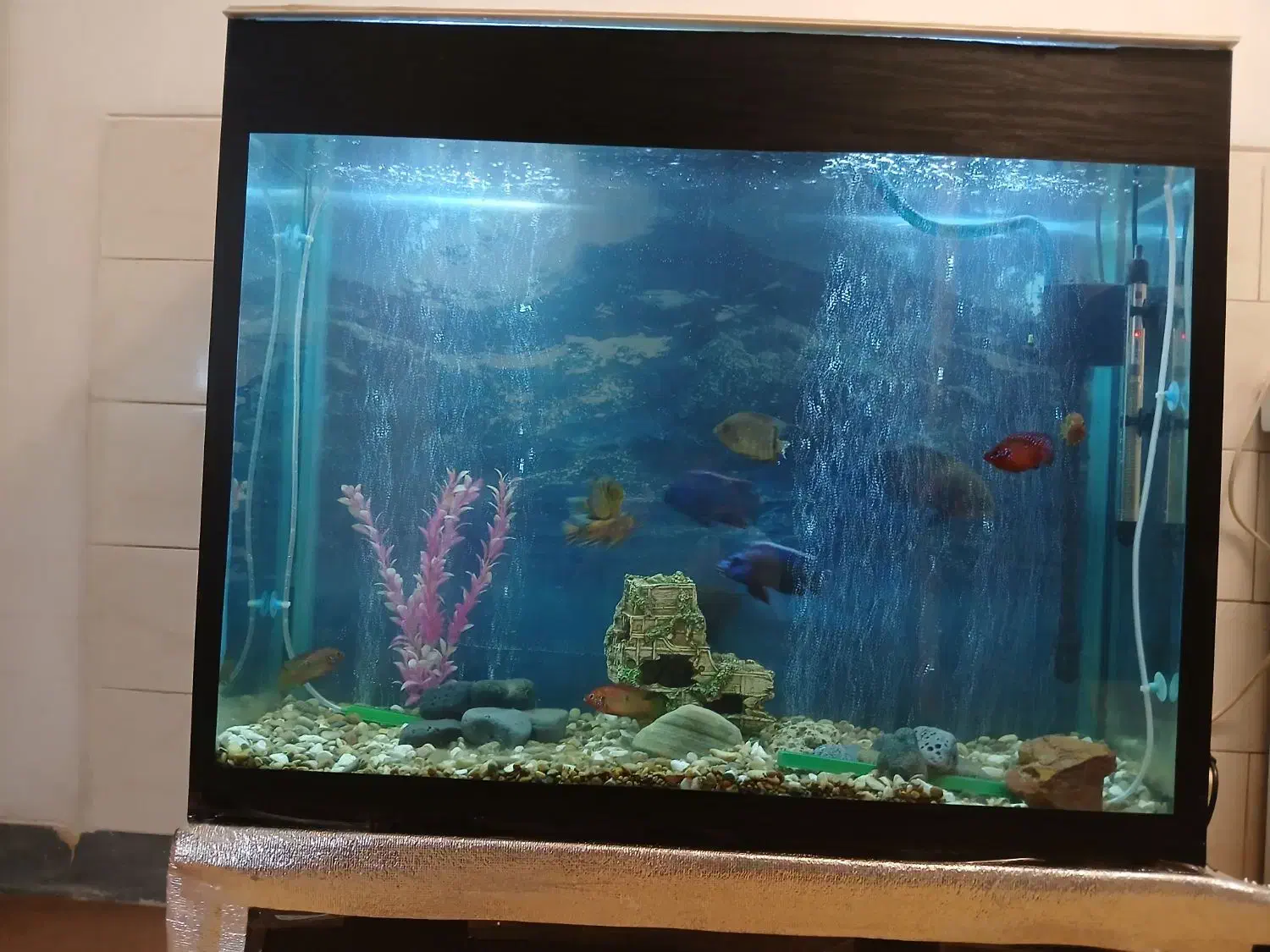 اکواریوم باتمام وسایل|ماهی|مرودشت, فرهنگ|دیوار