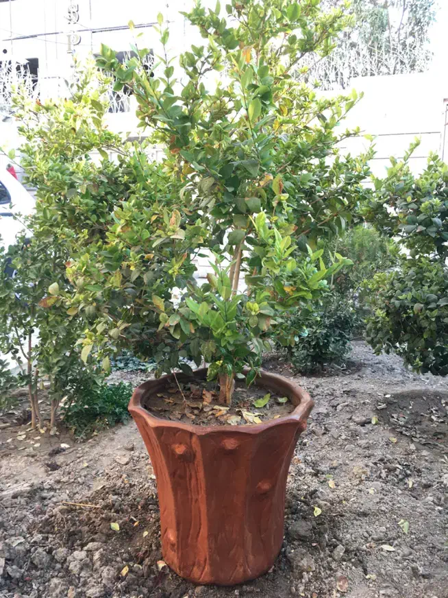 درختچه یاس هلندی|گل و گیاه طبیعی|شاهین‌شهر, مخابرات (شهید بهشتی)|دیوار