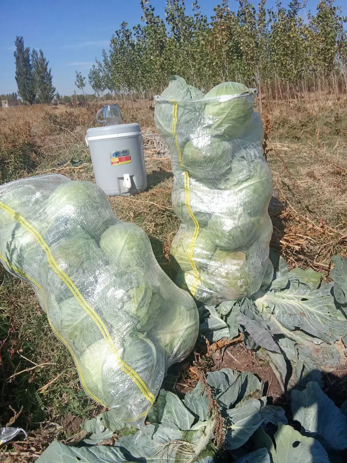 کلم سفید موقعیت سراب|خوردنی و آشامیدنی|دیواندره, |دیوار