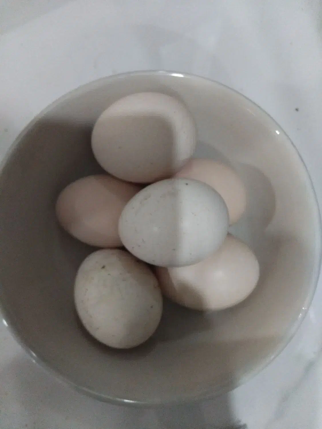 تخم مرغ لاری|حیوانات مزرعه|خشکبیجار, |دیوار