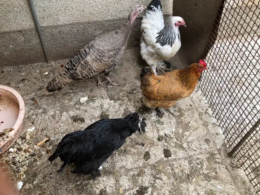 مرغ|حیوانات مزرعه|شیراز, آزادگان|دیوار