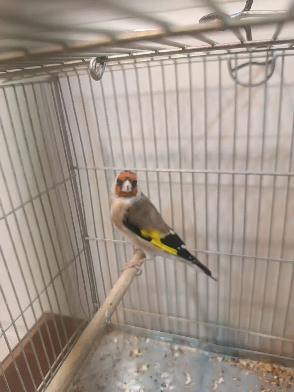 سهره کهنه و پاییزه|پرنده|دورود, |دیوار