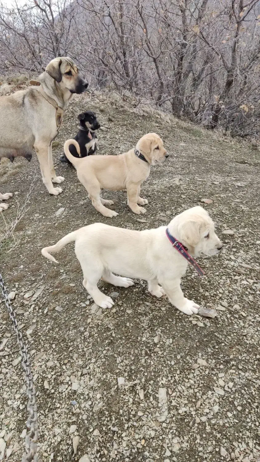 ماده پژدر|سگ|سنندج, |دیوار