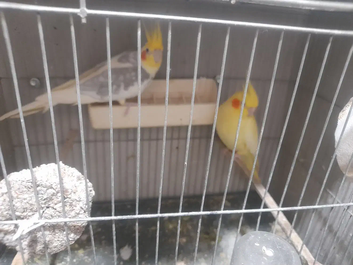 عروس هلندی مولد|پرنده|قائم‌شهر, |دیوار