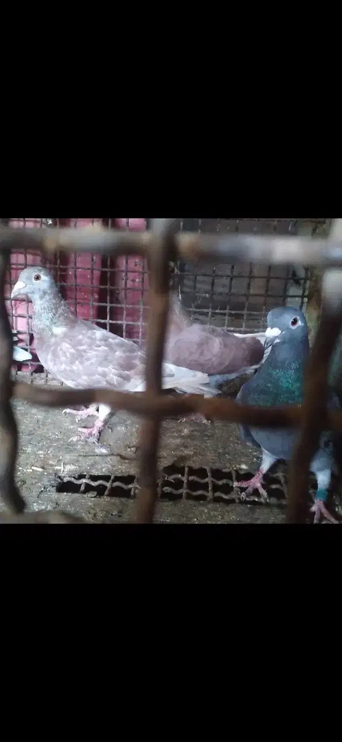 ۷ عدد پلاکی|پرنده|ایلام, |دیوار