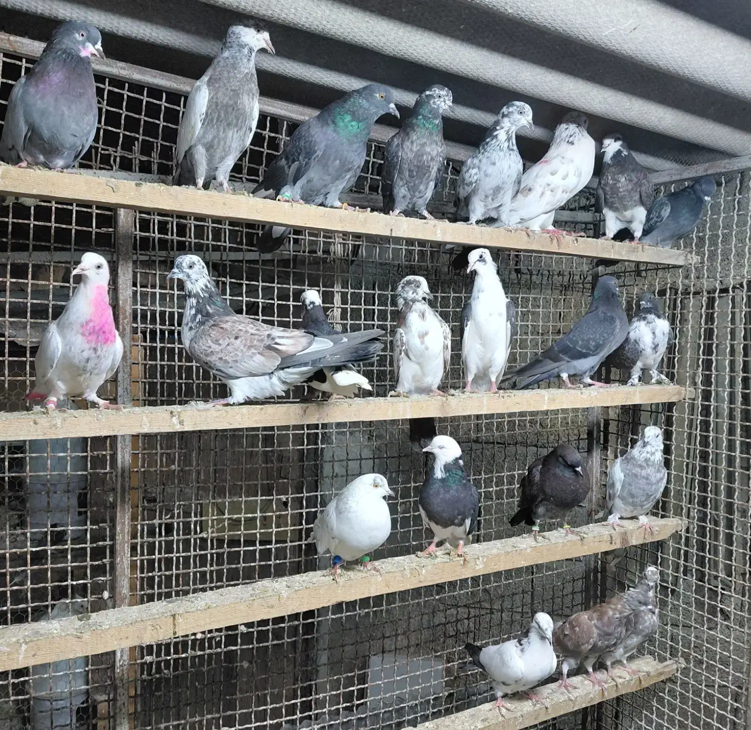 کبوتر جوجه هوایی|پرنده|قائم‌شهر, |دیوار