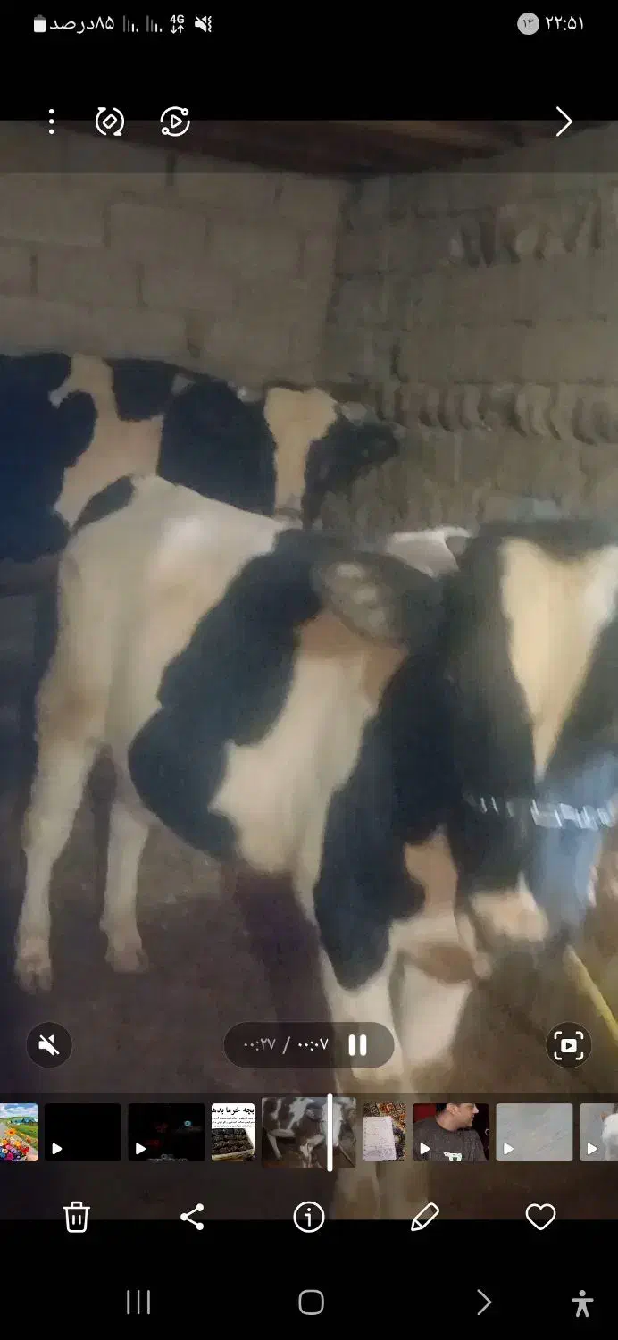 سه راس گوساله به فروش میرسد|حیوانات مزرعه|ایوان, |دیوار