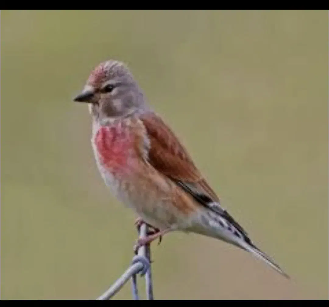 سه عدد سهره سینه سرخ نر|پرنده|تهران, ائمه اطهار|دیوار