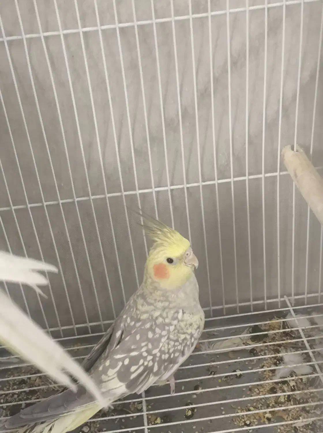 عروس هلندی ماده کار|پرنده|گناباد, |دیوار