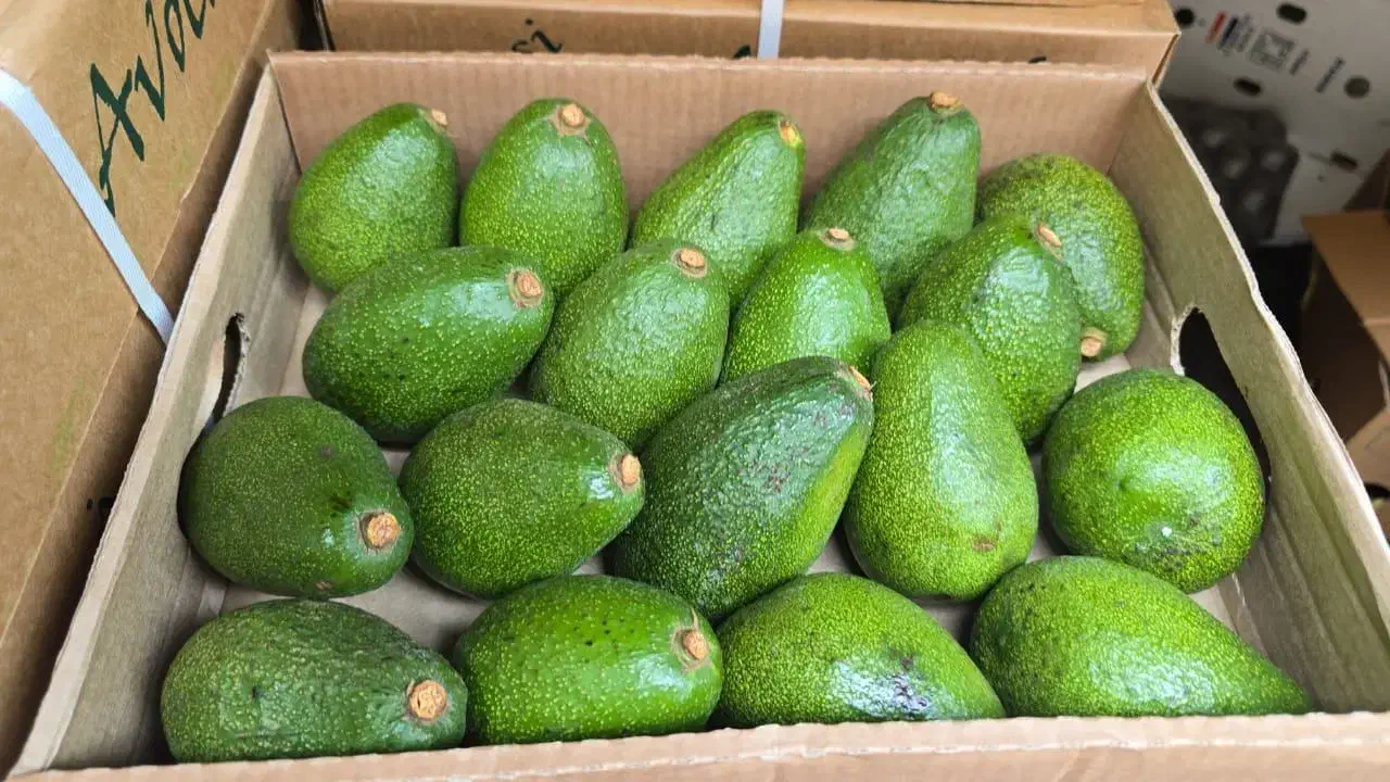 آووکادو عمده|عمده‌فروشی|جوادآباد, |دیوار