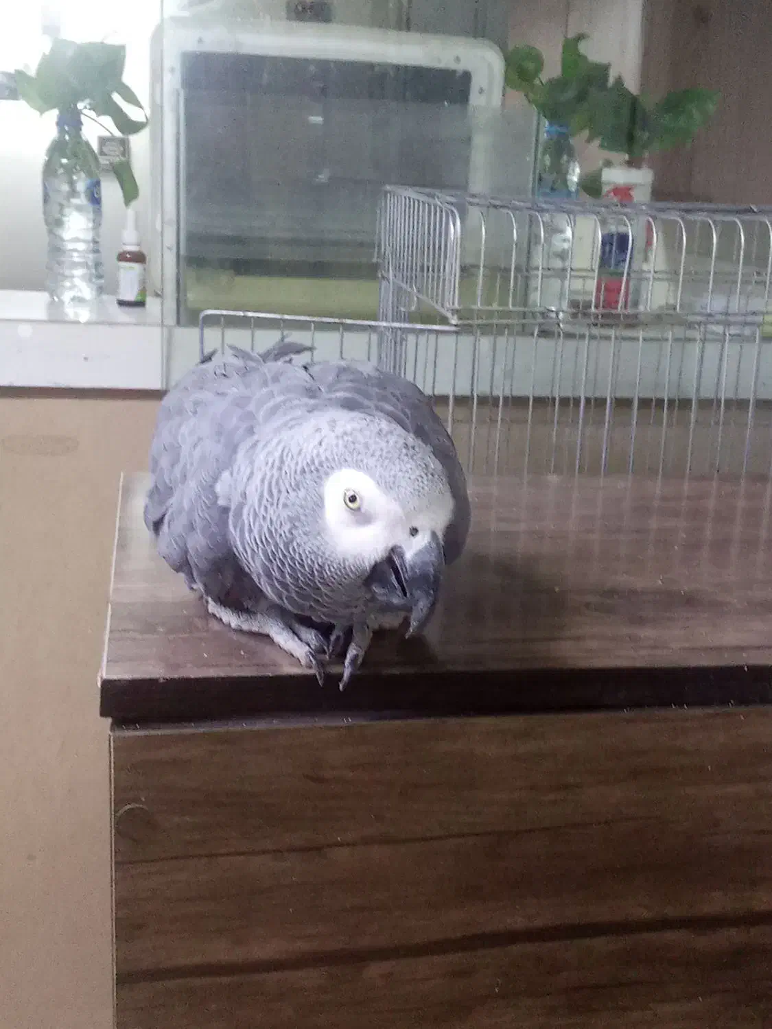 کاسکو سخنگو ۷ ساله رام و دستی|پرنده|پردیس, فاز ۳|دیوار