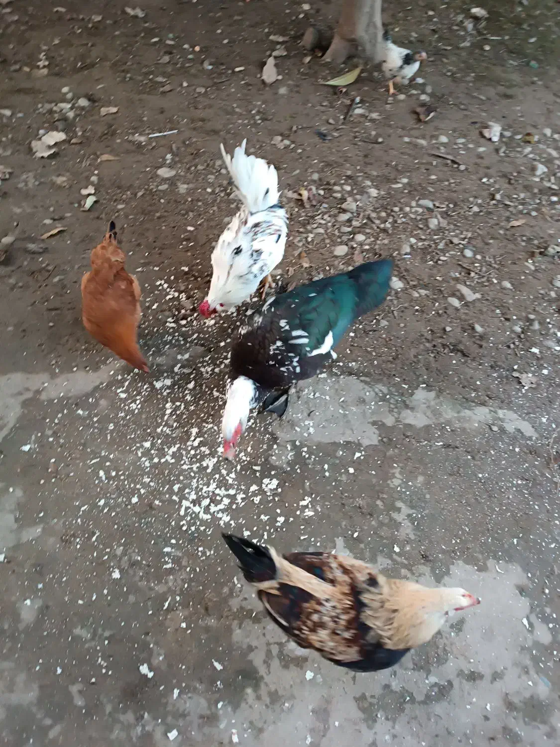 اردک اسراییلی|حیوانات مزرعه|طاهرگوراب, |دیوار