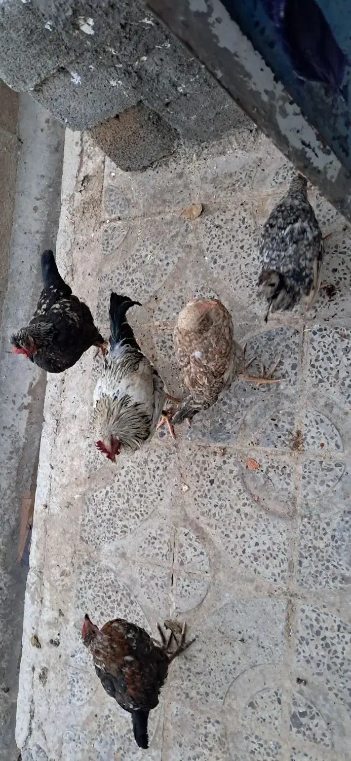 فروش ۵ عدد خروس جوان|حیوانات مزرعه|دهلران, |دیوار