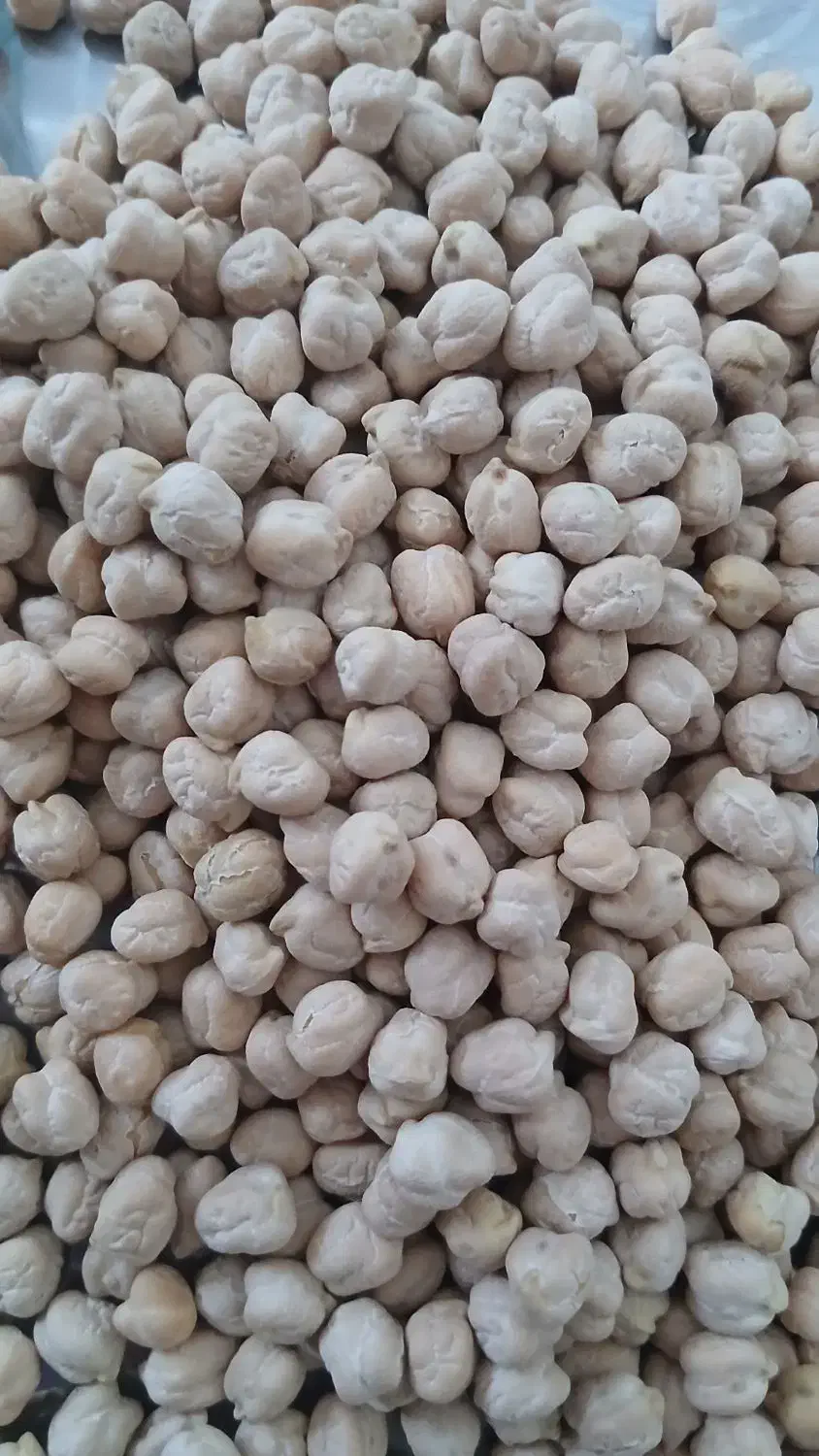 نخود تازه کرمانشاه|خوردنی و آشامیدنی|شاهدشهر, |دیوار