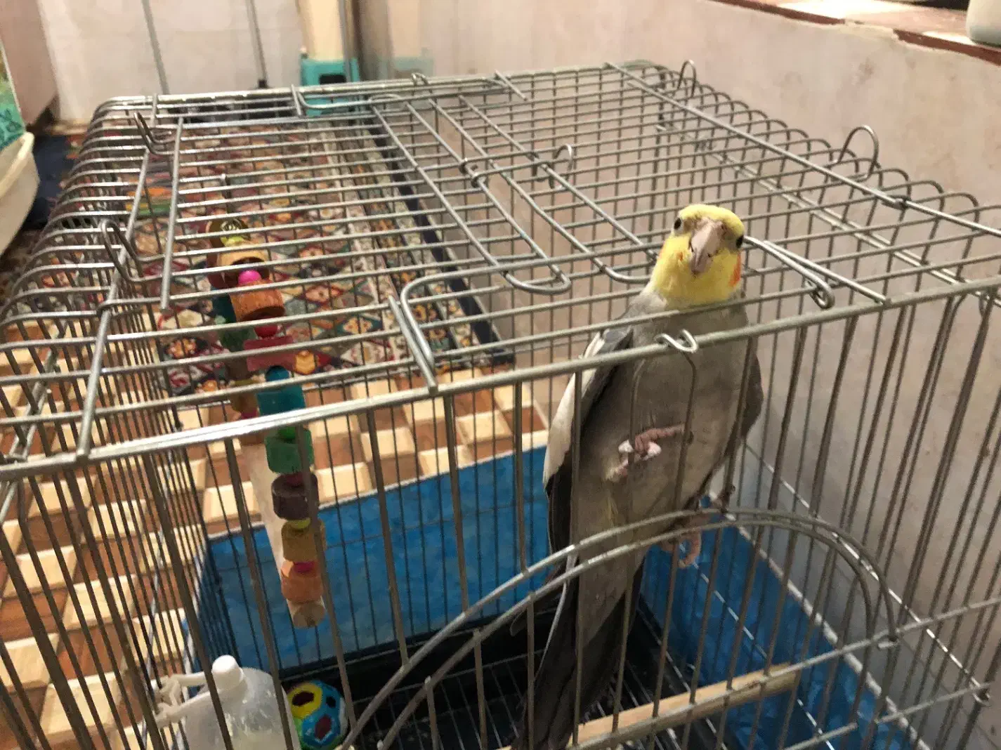 پرنده|پرنده|اهواز, کوی ایثار|دیوار