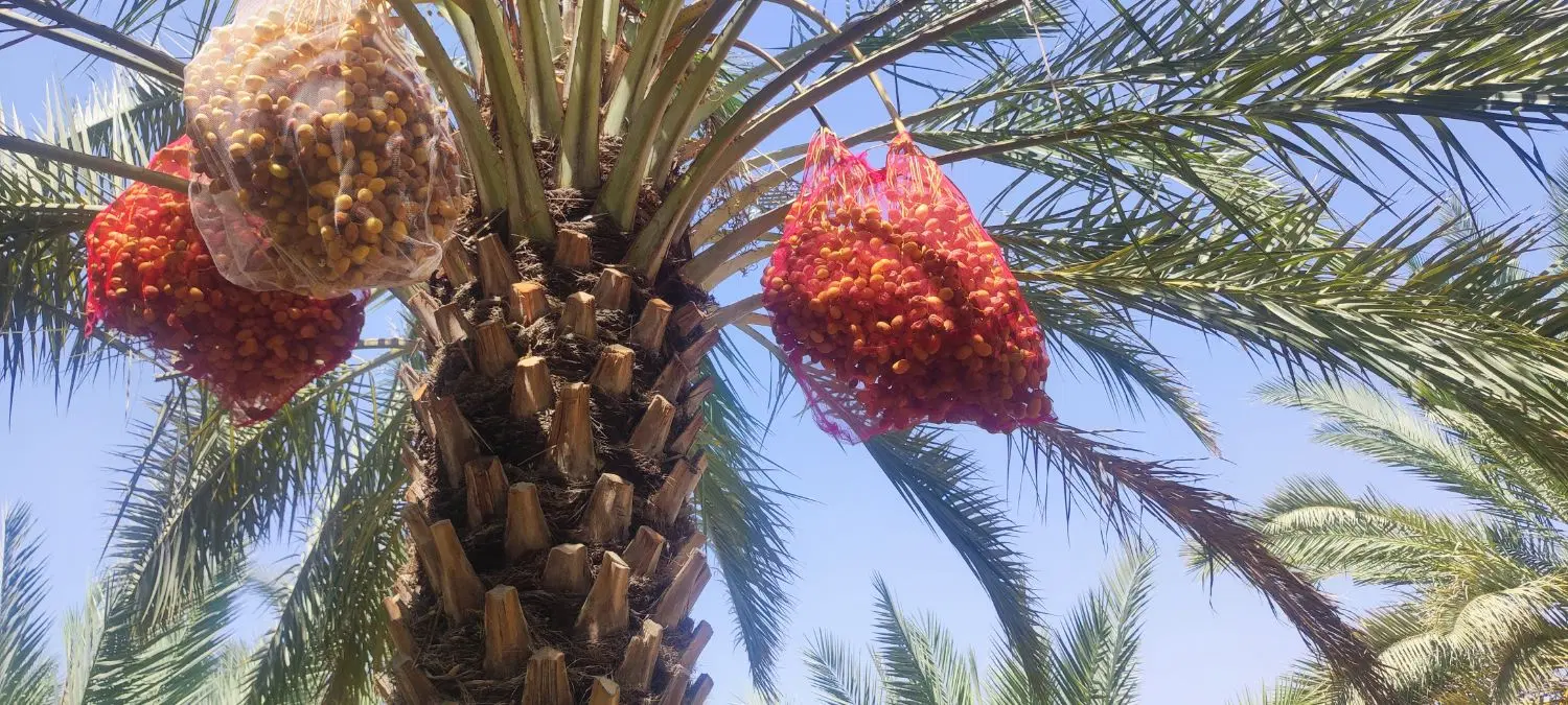 قصب|خوردنی و آشامیدنی|جره و بالاده, |دیوار