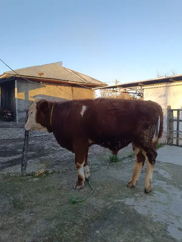 سیمینتال|حیوانات مزرعه|رشت, نامجو|دیوار